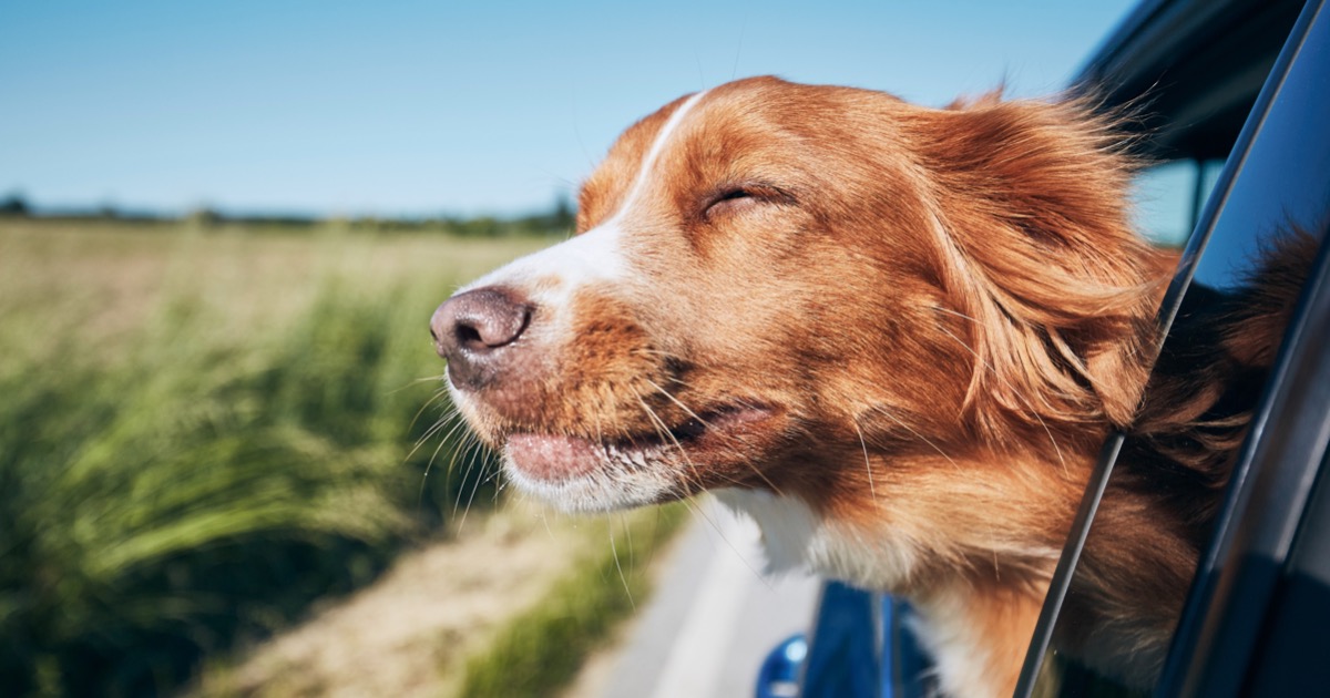 Grundlæggende teori sød smag skorsten Hundebur i varebilen? Vi har varebilinnredningen for deg